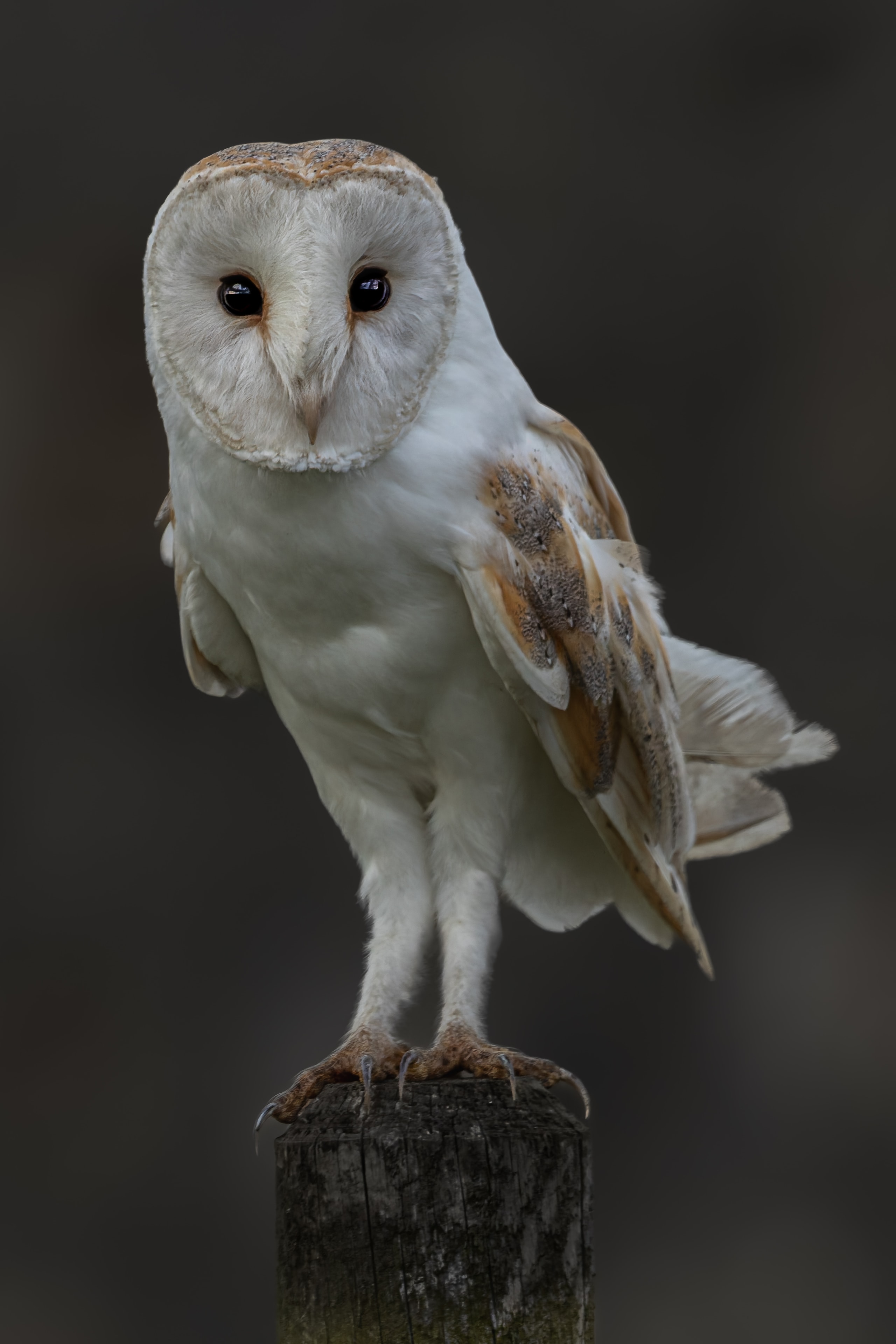 Barn Owl — Soul of the Night