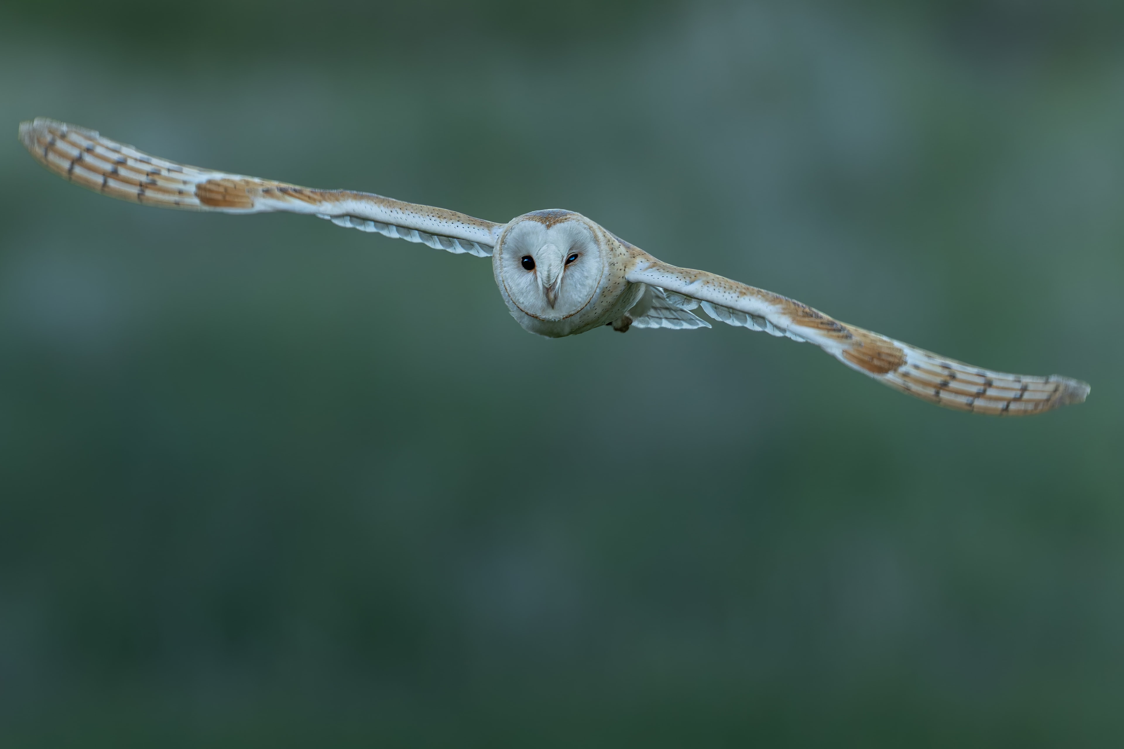 Barn Owl — The Phantom Glide