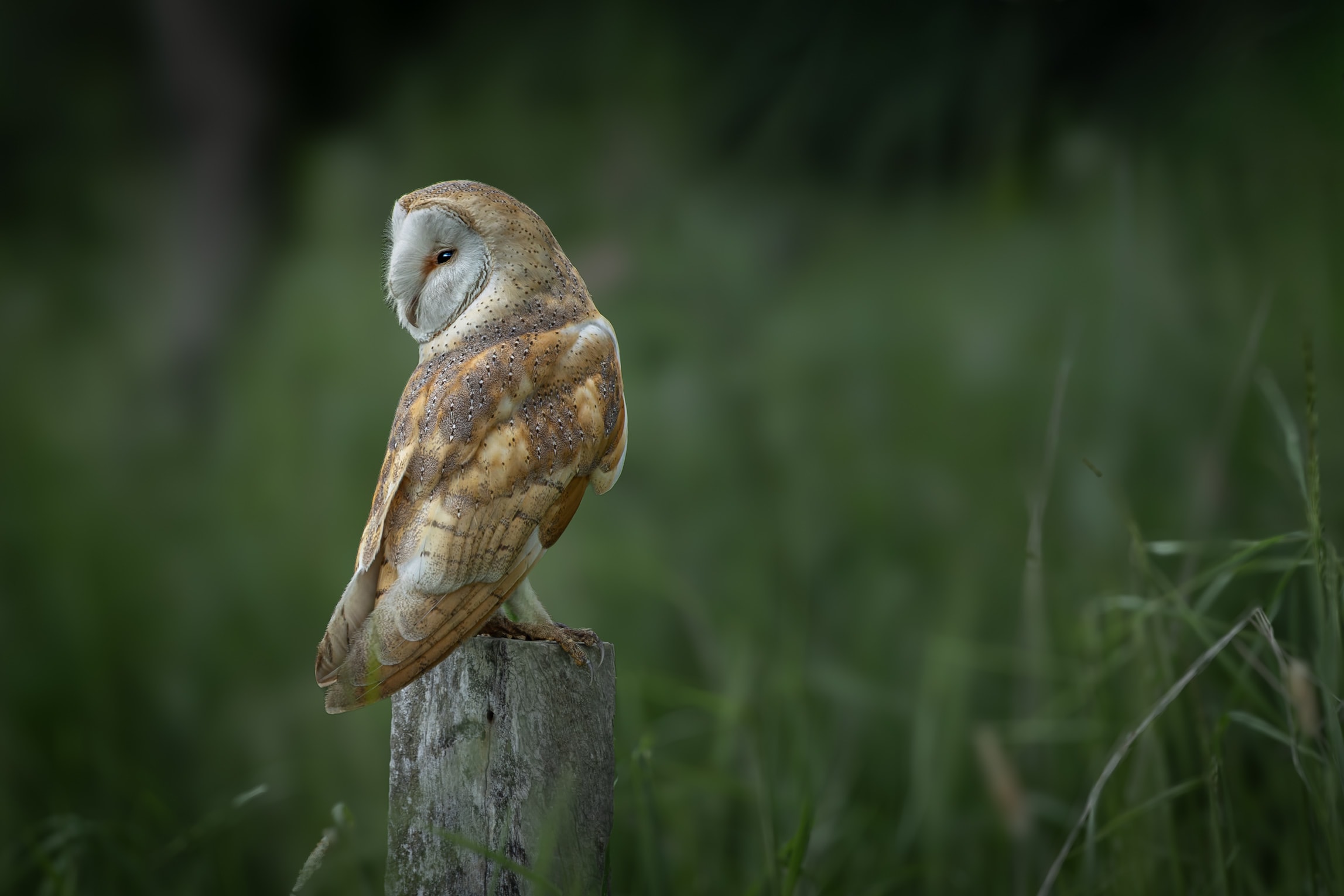 Barn Owl — The Silent Watcher
