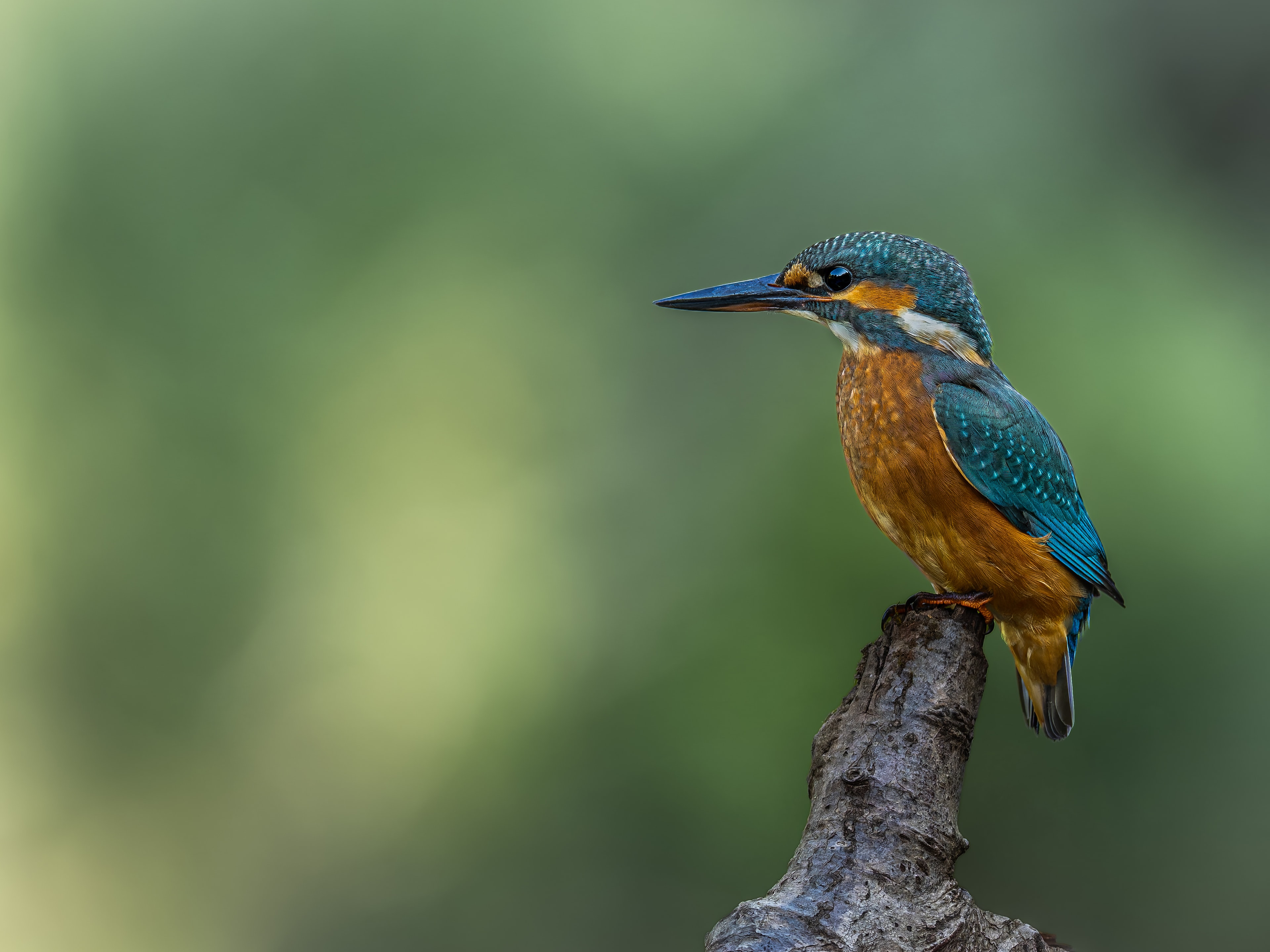 Kingfisher — The Watchful King