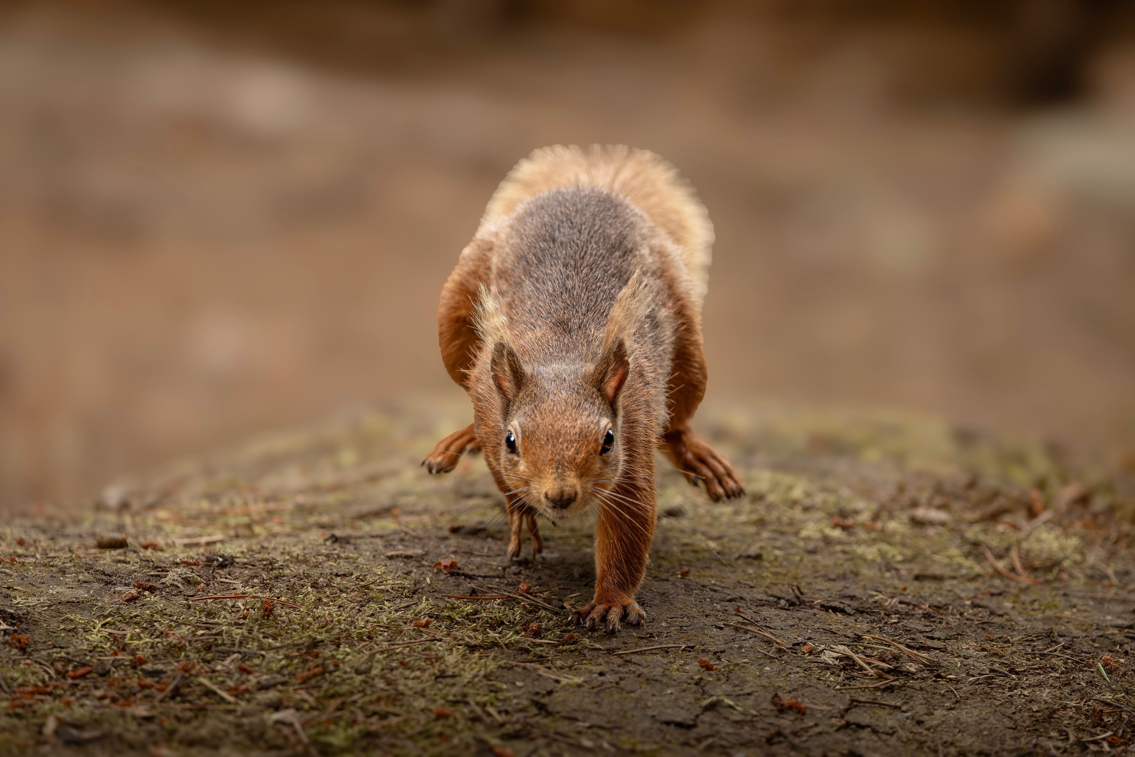 Red Squirrel — The Little Explorer