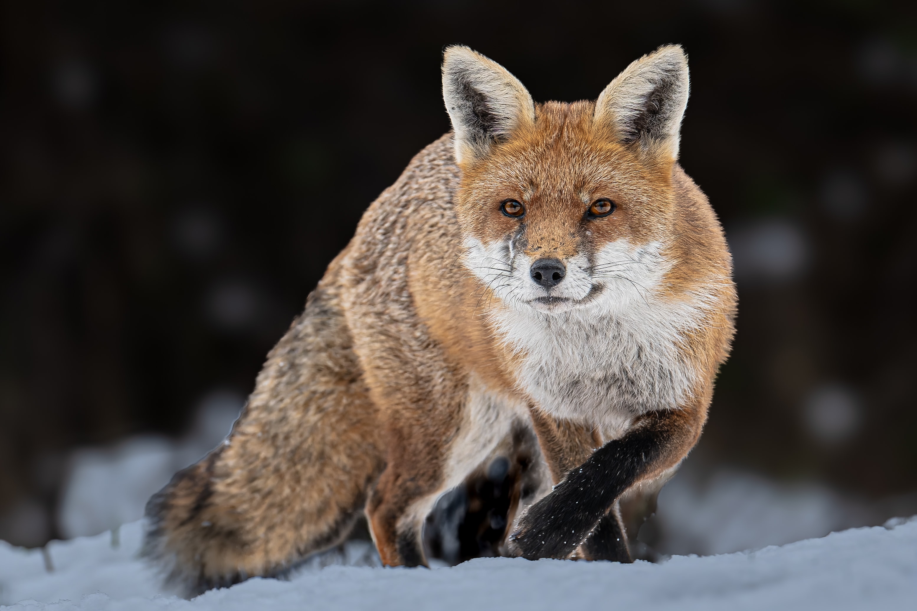 Fox — Snow-Kissed Stare