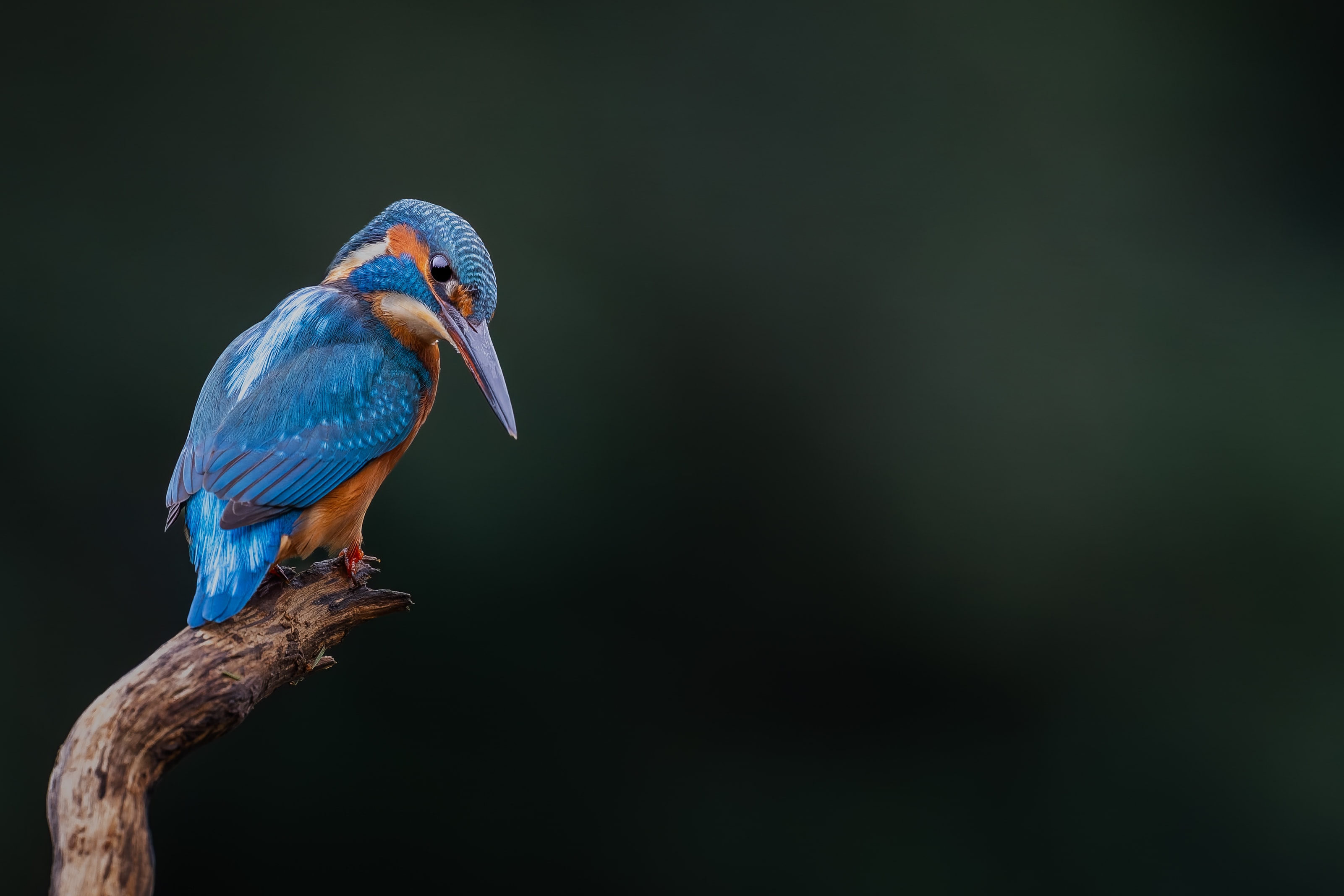 Kingfisher — Crowned in Cobalt