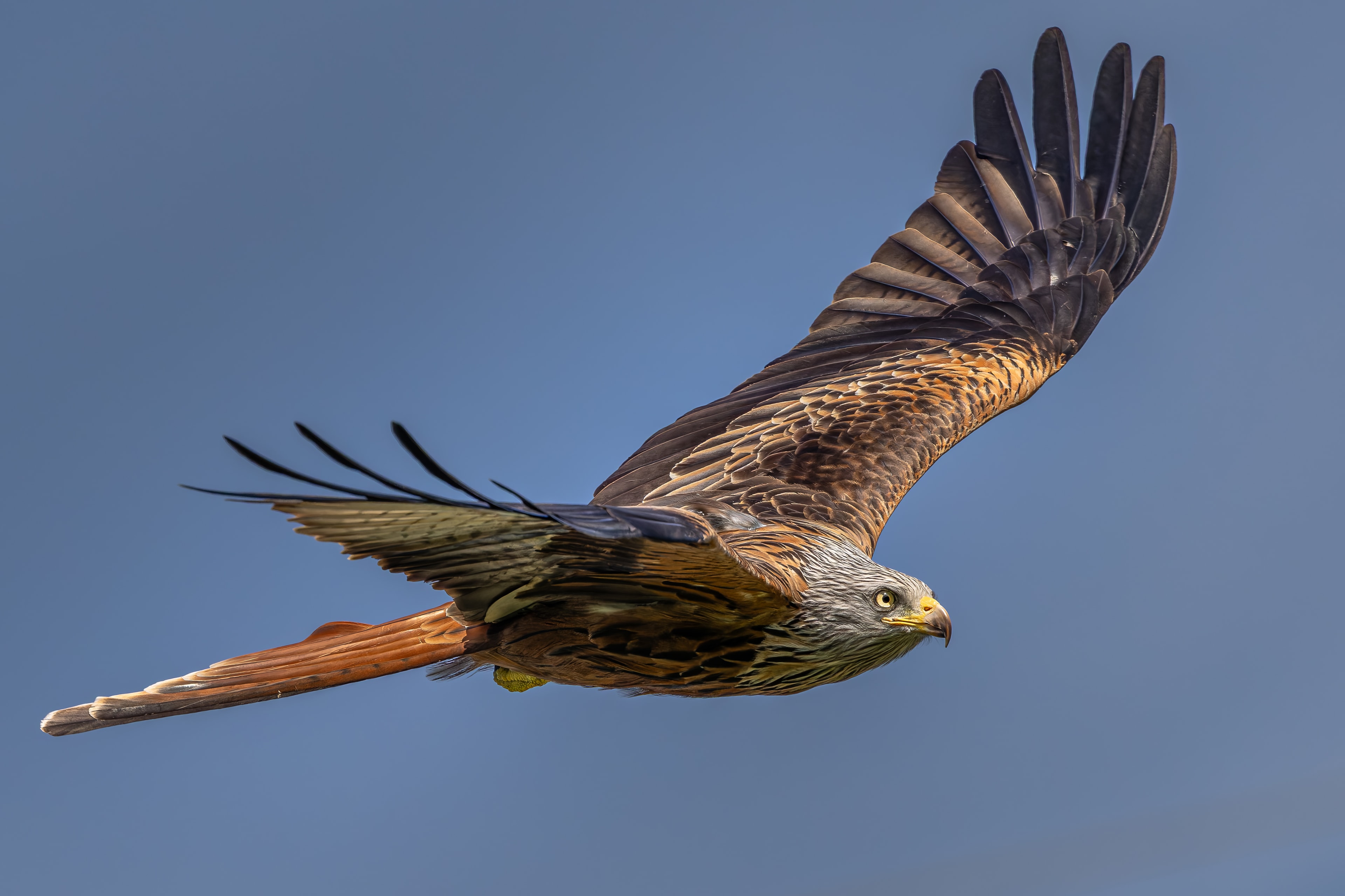 Red Kite — The Scarlet Sky
